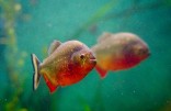 foto pesce in acquario